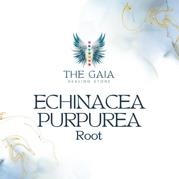 Echinacea Purpurea Root