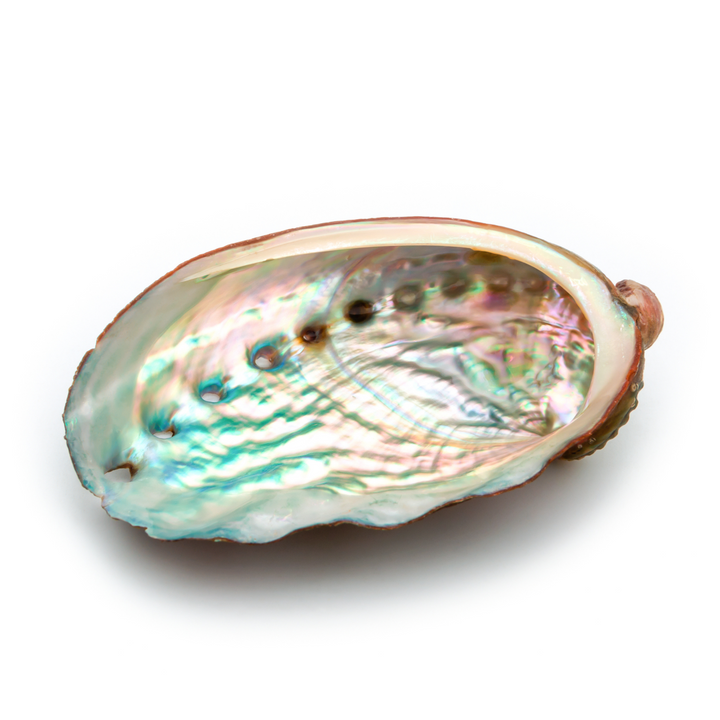 Abalone Shell-The Gaia Healing Stone