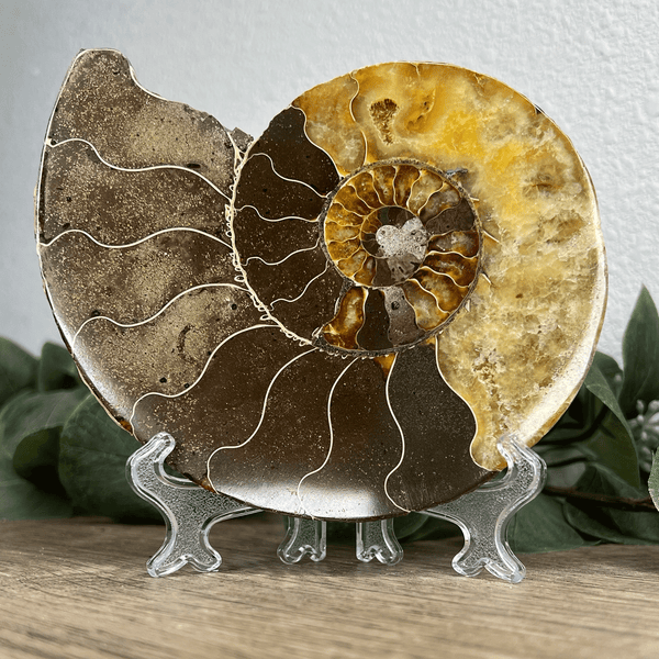 Ammonite Snail Fossil With Calcite