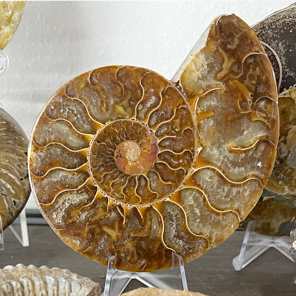 Ammonite Snail Fossil With Calcite (UV)