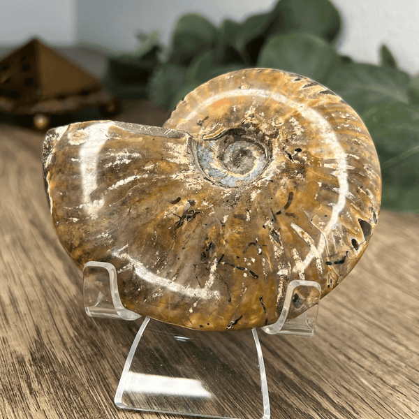 Ammonite Snail Fossil With Iridescent Flash