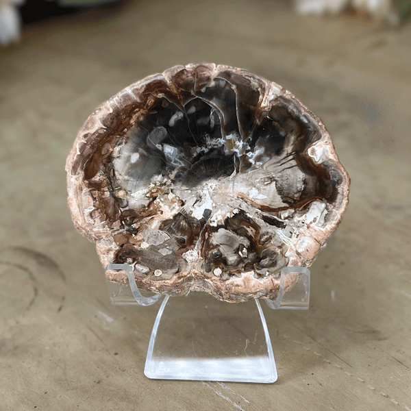 Petrified Wood Slab