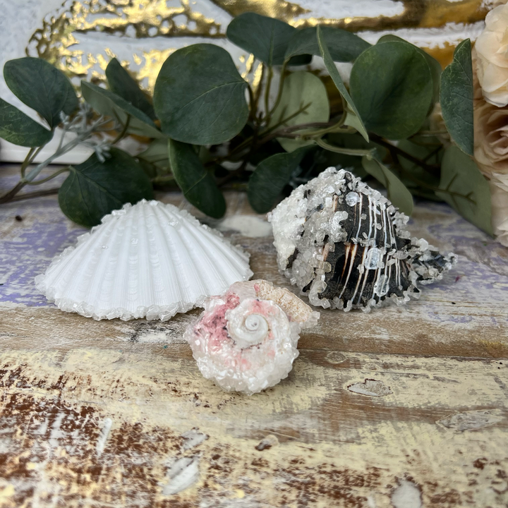 Crystalized Sea Shells-The Gaia Healing Stone