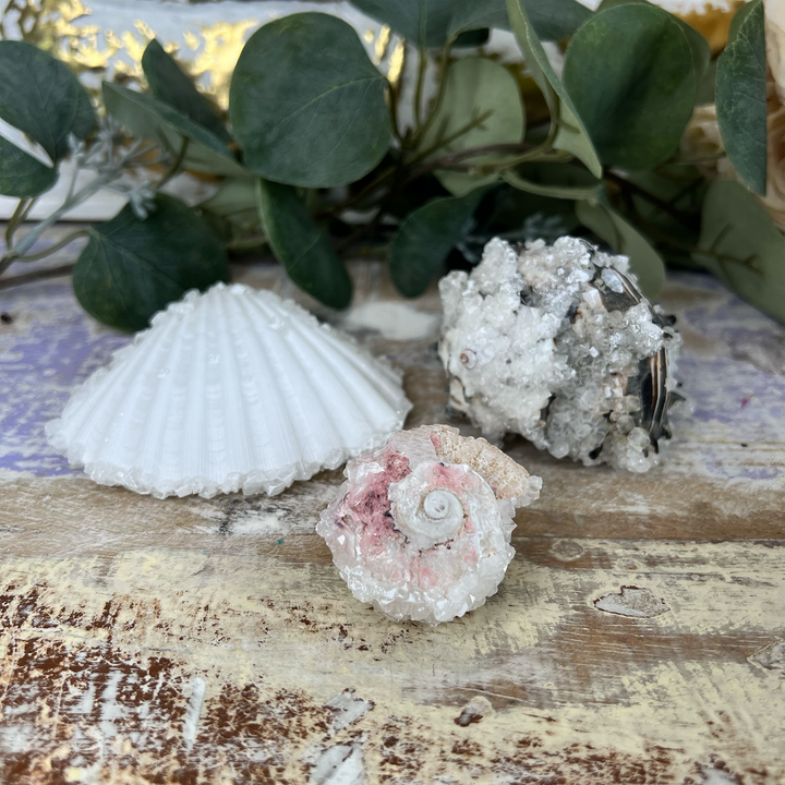 Crystalized Sea Shells-The Gaia Healing Stone